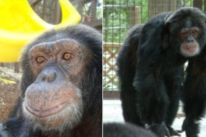 Chimpanzé usado por Michael Jackson como “mascote” acaba em santuário