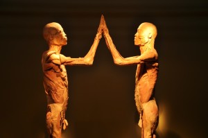 Exposição “O Fantástico Corpo Humano” estreia em Fortaleza