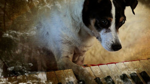 Documentário “Coração de Cachorro” estreia no Cinema do Dragão-Fundação Joaquim Nabuco