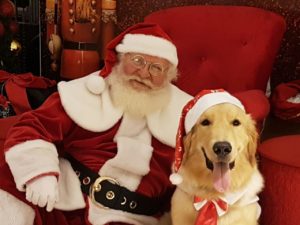 Pets ganham espaço em shoppings RioMar para terem um momento com o Bom Velhinho