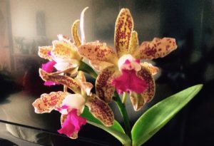 12ª edição do FestOrquídeas traz mostra de flores exóticas à Casa de José de Alencar