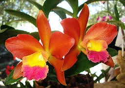 Orquidário da UFC realiza oficina sobre cultivo de flores e condimentos