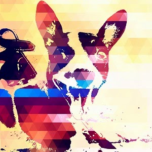 Campanha para pet lovers irá ajudar abrigo São Lázaro em Fortaleza