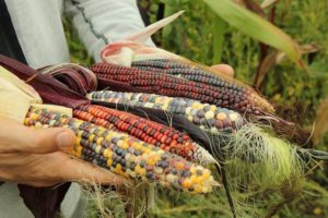 Fundação Bienal de São Paulo leva “Restauro” à Serpentine Galleries