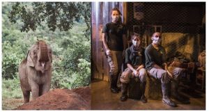 Nat Geo apresenta  especial Dia Mundial do Elefante